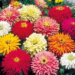Mix Zinnia Crisantemo