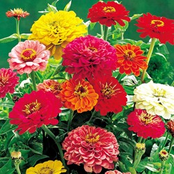 Zinnia Dahlia flowered Mix