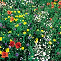 Miscela 'Wildflower' (Fiori selvatici)