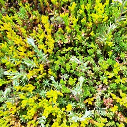 Sedum Mix - Borracina