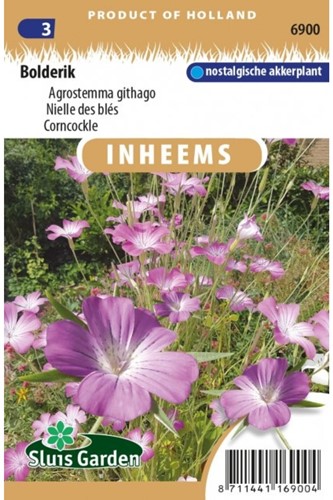 Corncockle - Agrostemma githago-2