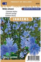 Comon chicory - Cichorium-2