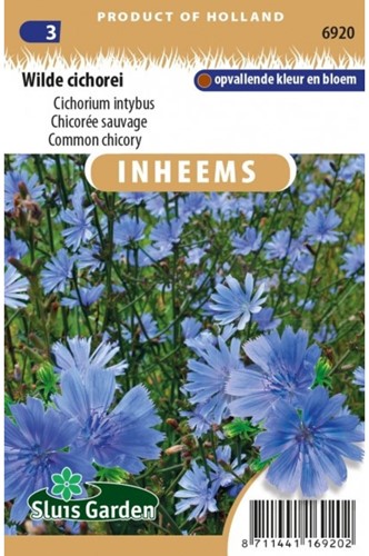 Comon chicory - Cichorium-2