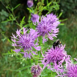 Fiordaliso vedovino - Centaurea scabiosa