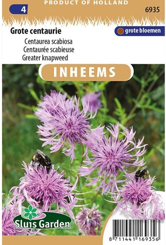 Fiordaliso vedovino - Centaurea scabiosa-2