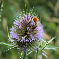Wild teasel