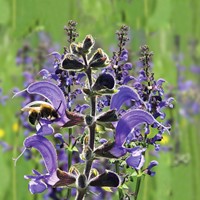 Meadow Clary - Salvia pratensis