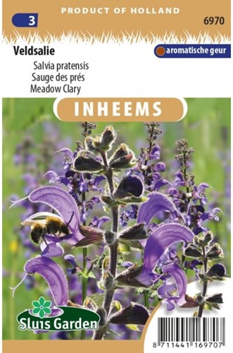 Meadow Clary - Salvia pratensis-2