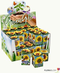 Greengift Girasole – 40 pezzi in espositor da banco