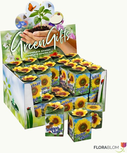 Greengift Girasole – 40 pezzi in espositor da banco