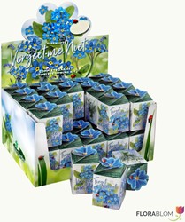 Greengift, Nontiscordardimé (Myosotis) Mix 40 pezzi in Espositore