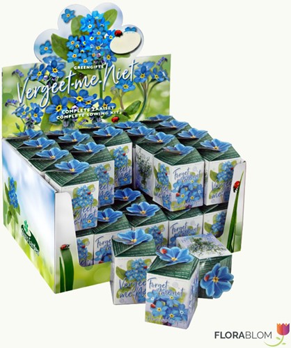 Greengift, Nontiscordardimé (Myosotis) Mix 40 pezzi in Espositore