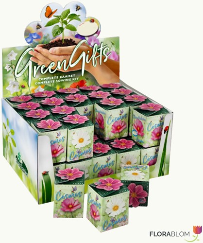 Greengift, Cosmos Mix 40 pezzi in Espositore