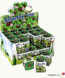 Greengift Quadrifoglio (Trifolium) – 40 pezzi in espositore