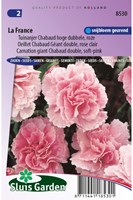 Garofano La France – Dianthus Chabaud-2