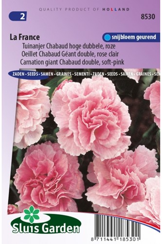 Garofano La France – Dianthus Chabaud-2