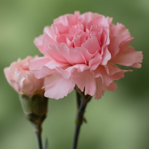 Garofano La France – Dianthus Chabaud