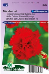 Garofano Etincellant Red – Dianthus Chabaud