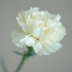 Garofano Jeanne Dionis – Dianthus Chabaud