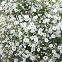 Velo di Sposa Covent Garden - Gypsophila