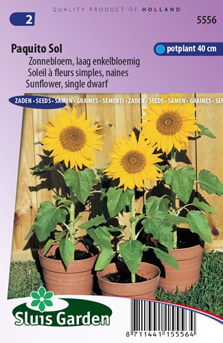 Girasole Paquito Sol - Helianthus