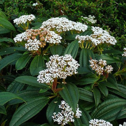 Viburno - Palla di Neve (Viburnum Davidii)