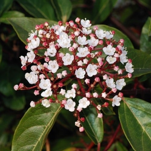 Viburno Tino 'Gwenllian' (Viburnum Tinus)