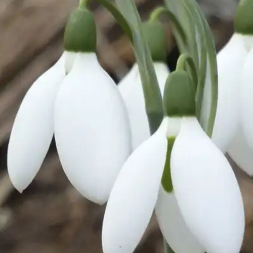 Bucaneve Elwesii - Galanthus (Confezione XL)