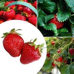 20x piante di Fragola Sonata – Fragaria