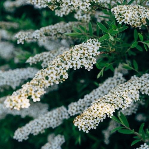 Spiraea arguta – Spirea bianca
