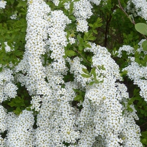 Spiraea Cinerea ‘Grefsheim’