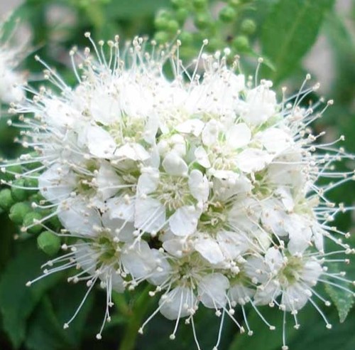 Spirea ‘Albiflora’ - Spiraea Japonica