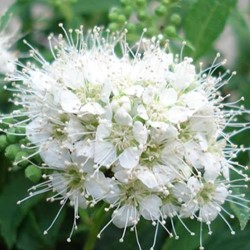 Spiraea japonica Albiflora - Spierstruik