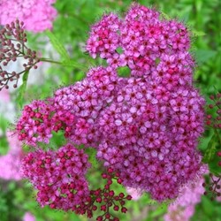 Spiraea japonica Anthony Waterer - Spierstruik