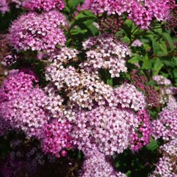 Spiraea japonica Genpei - Spierstruik