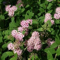 Spirea Little Princess - Spiraea japonica