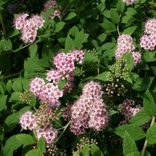 Spirea Little Princess - Spiraea japonica