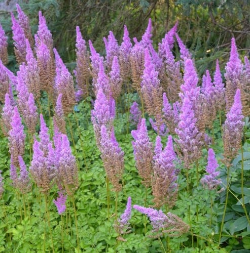 Astilbe Pumila (pianta da contenitore)