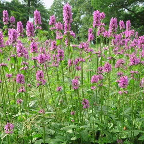 Stachys monnieri Hummelo