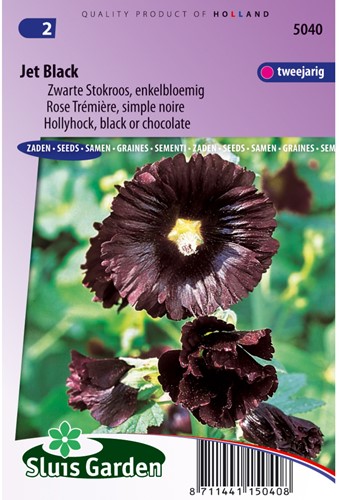Malvone 'Jet Black' singolo fiore (Alcea Rosea)