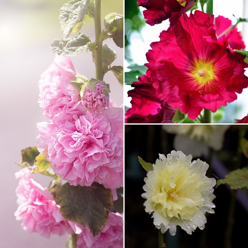 Mix di Malvarosa - Alcea rosea (Confezione da 6)