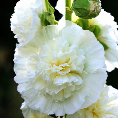 Malvarosa Bianca - Alcea rosea