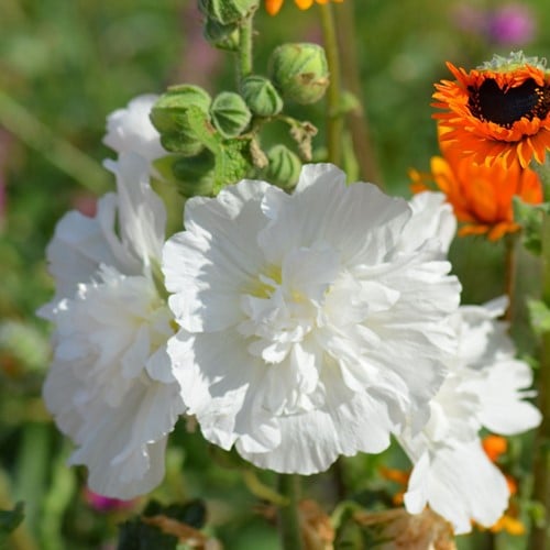 Malvarosa Bianca - Alcea Rosea