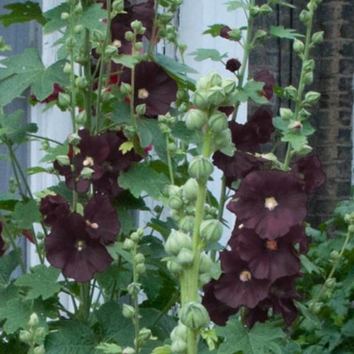 Malvone ‘Nero’ (Alcea Rosea)