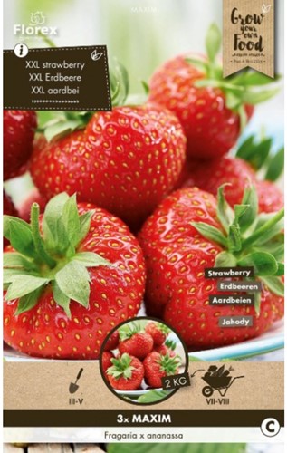 Fragola Maxim - Fragaria-3