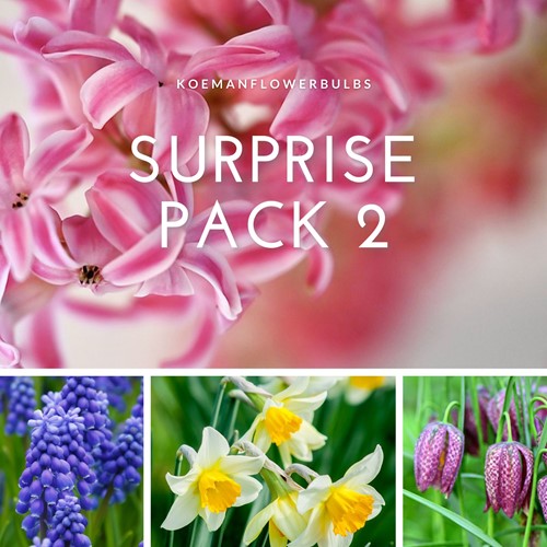 Assortimento bulbi da fiore 'Surprise #2'