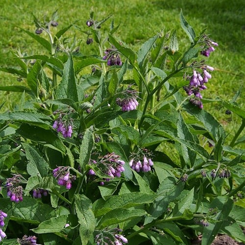Symphytum grandiflorum - Consolida a grandi fiori