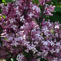 Syringa Meyeri Palibin - Dwergsering