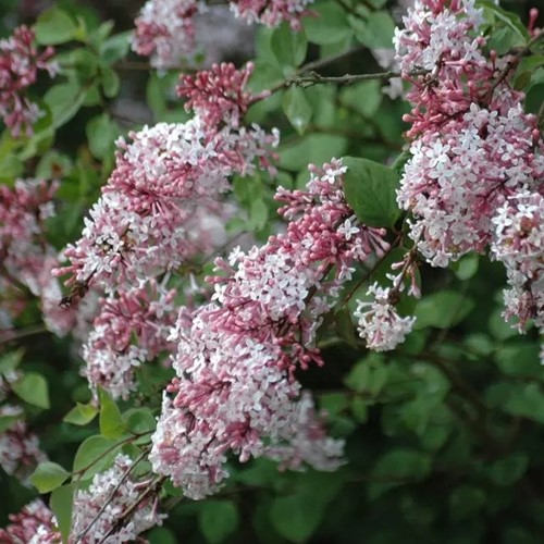 Lillà Nano 'Superba' - Syringa Microphylla