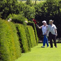 Taxus Media Groenland - Venijnboom (Sixpack)